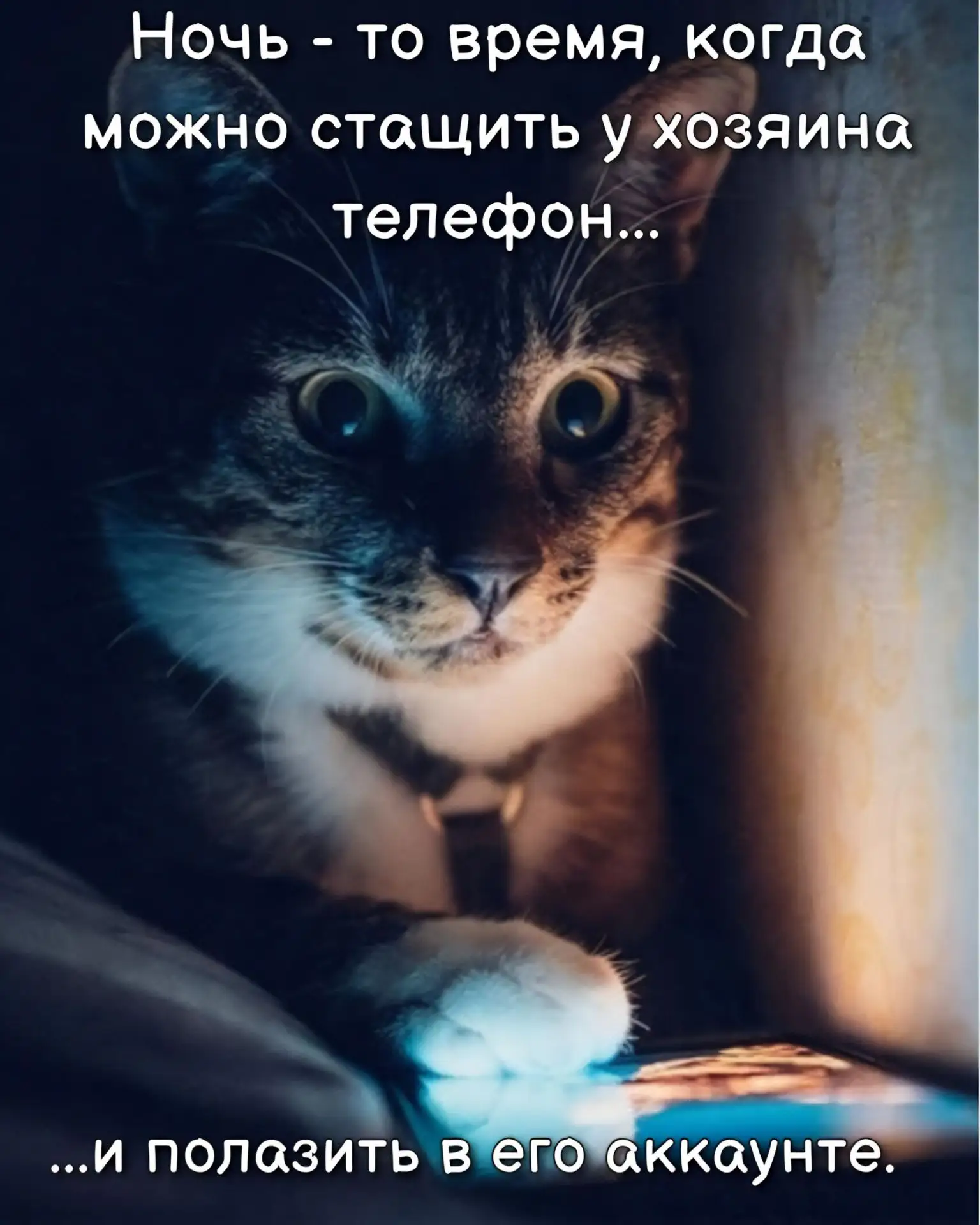 Время вечерних мемов😽
