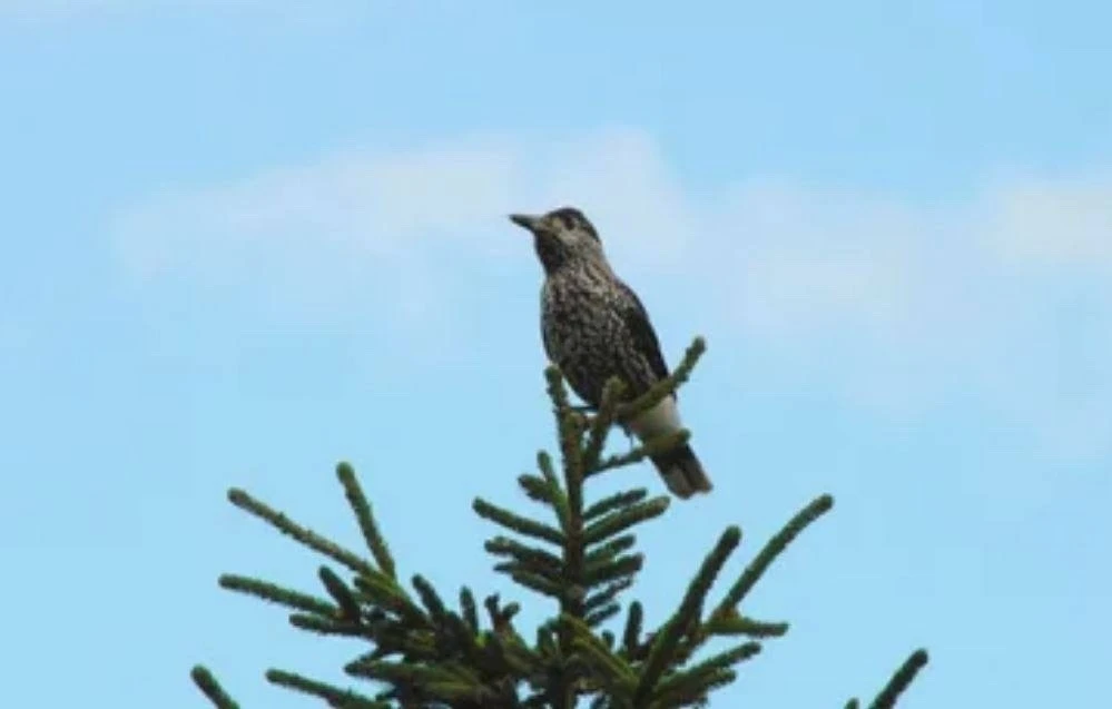 🐦 Краснокнижную птичку-забываку заметили в Воротынском округе.