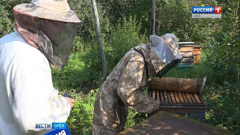 🐝 В Орловской области фермеры выплатят шесть миллионов рублей за гибель пчел