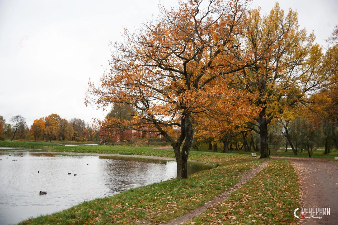 🍂 Осень в Луговом парке