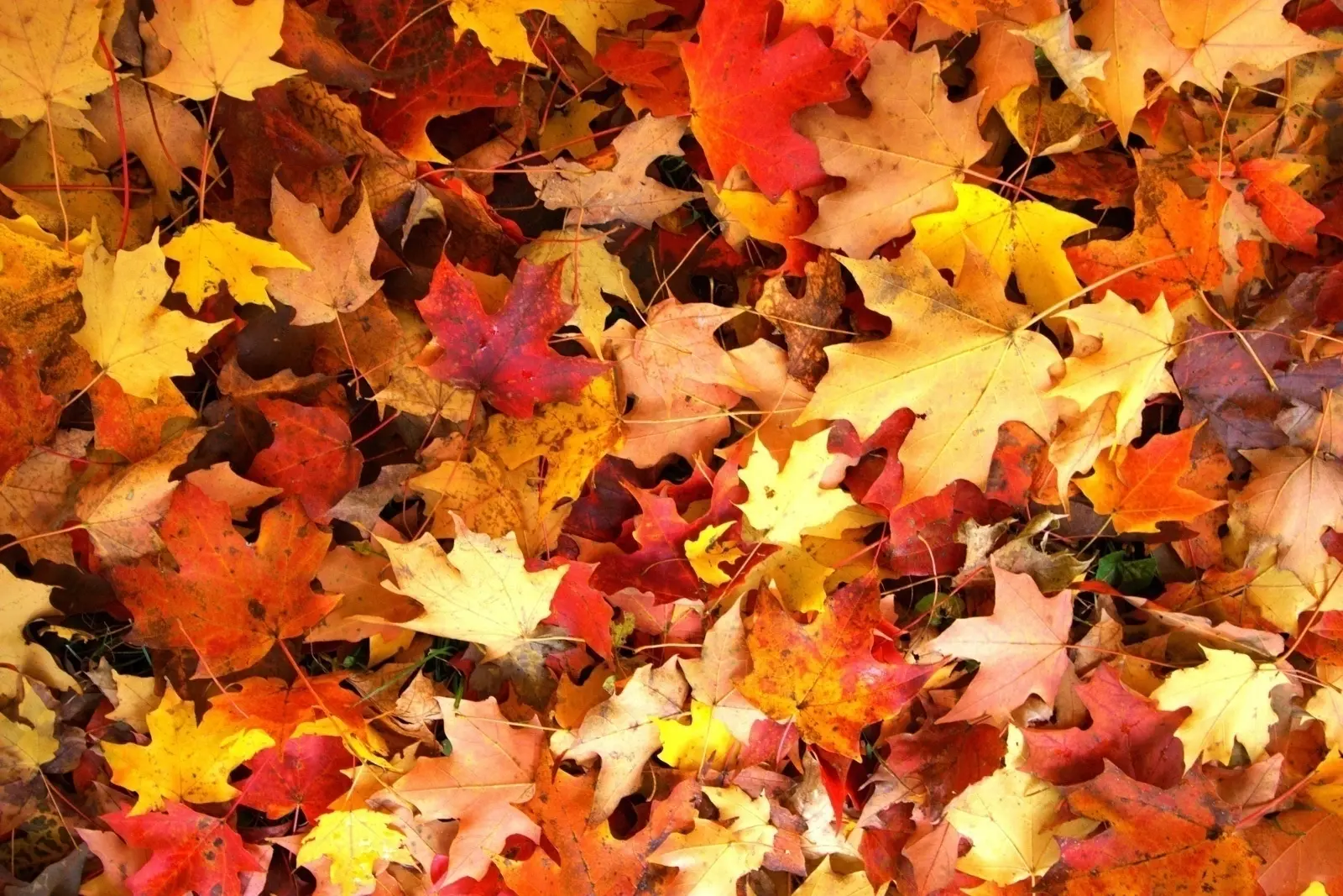 А вы любите, когда под ногами шуршат листья? ☺️🍁