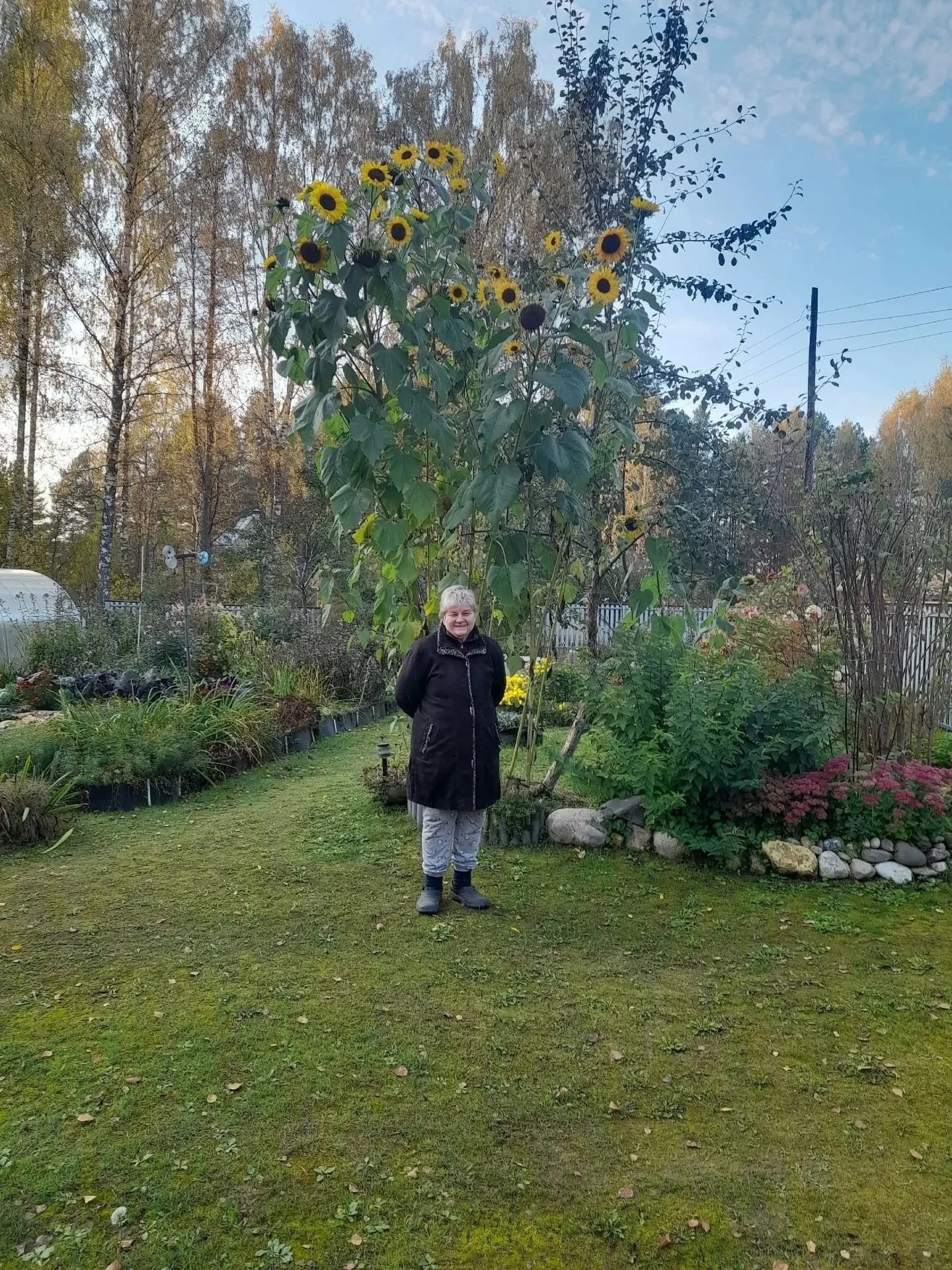Вот такие подсолнухи выросли в этом году на даче у Татьяны Никитиной из Череповца. Целы...