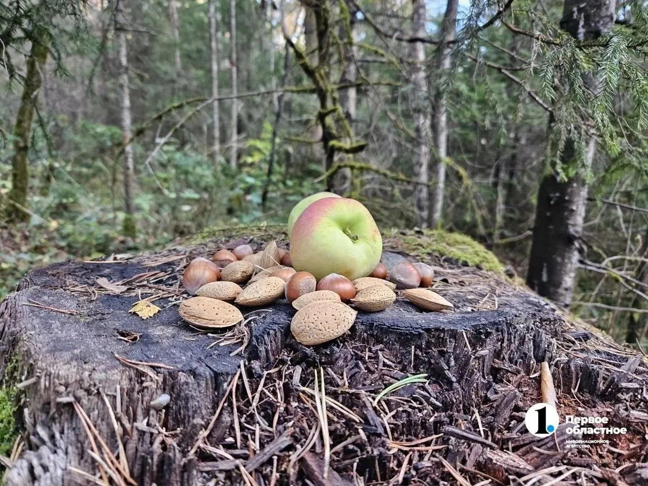 🐻🍏 Дачников Южного Урала просят убирать отходы, чтобы не приманить медведей