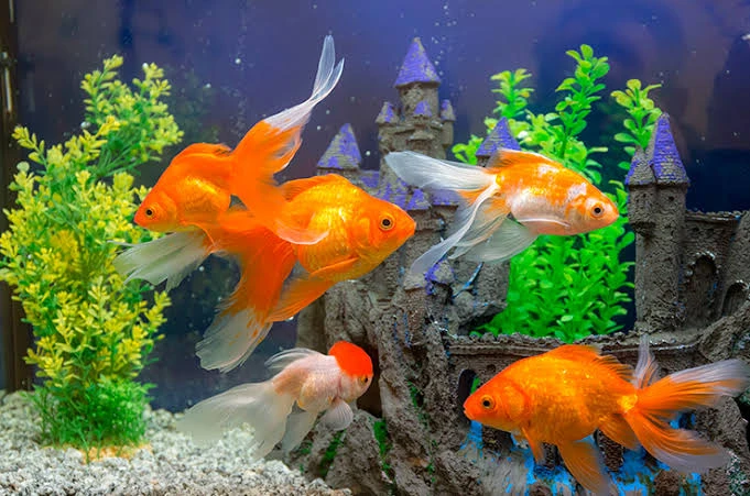 🐠 Золотые рыбки выиграли суд в Аргентине