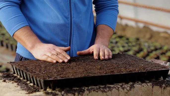 🌱 В ноябре стоит начинать посев некоторых цветов