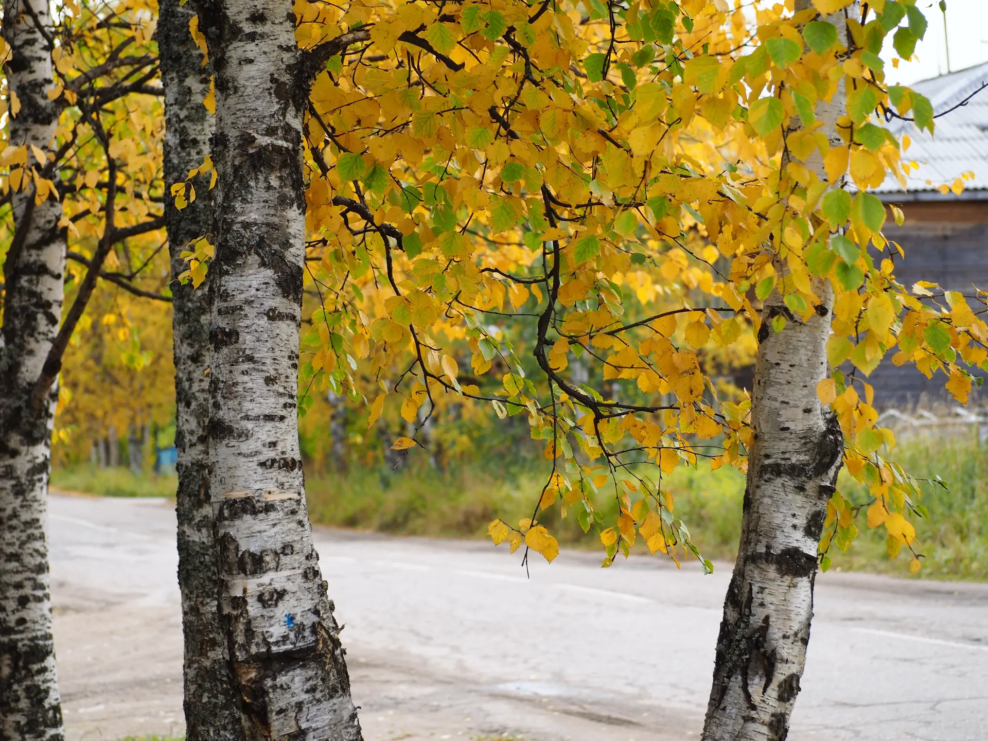 🍁 #Госавтоинспекция11 напоминает, что с наступлением осени световой день заметно сокра...