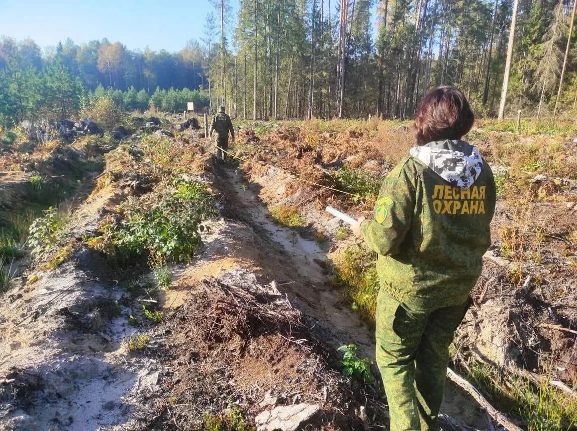 🌳В Шатурском лесничестве подвели итоги инвентаризации лесных культур.