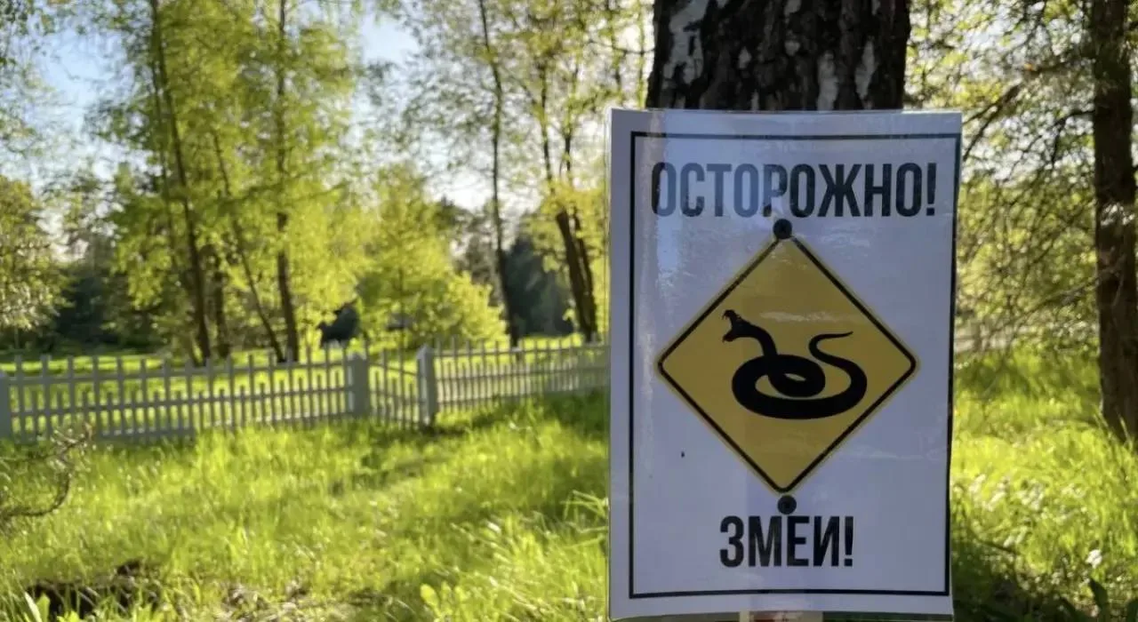 В Самарской области из-за тёплой осени гадюки могут задержаться до ноября
