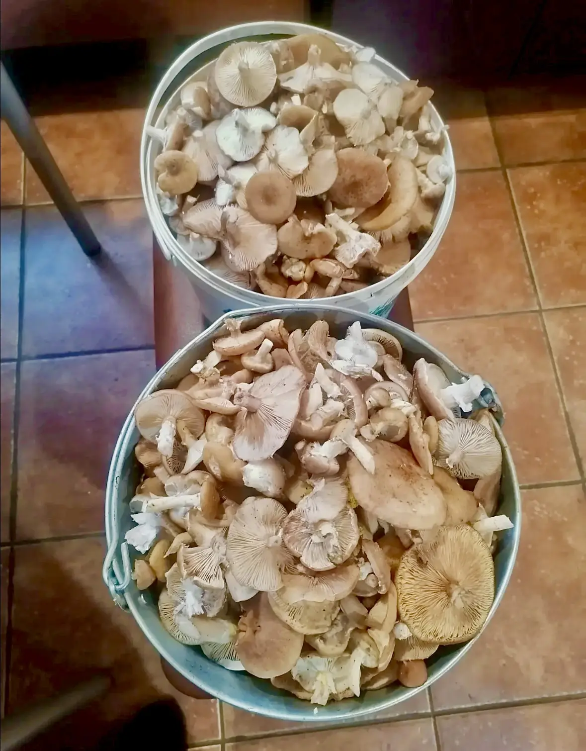продаются опята 🍄‍🟫 10л-1000 рублей. 89532785099.