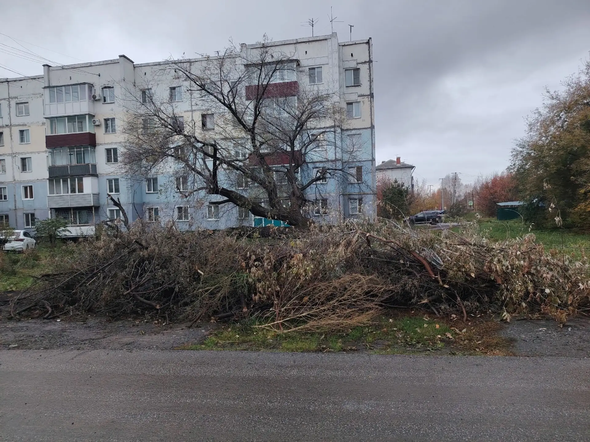 Здравствуйте. По улице Туснолобовой дом 31. Упало дерево - был пост ранее. Приехали спи...
