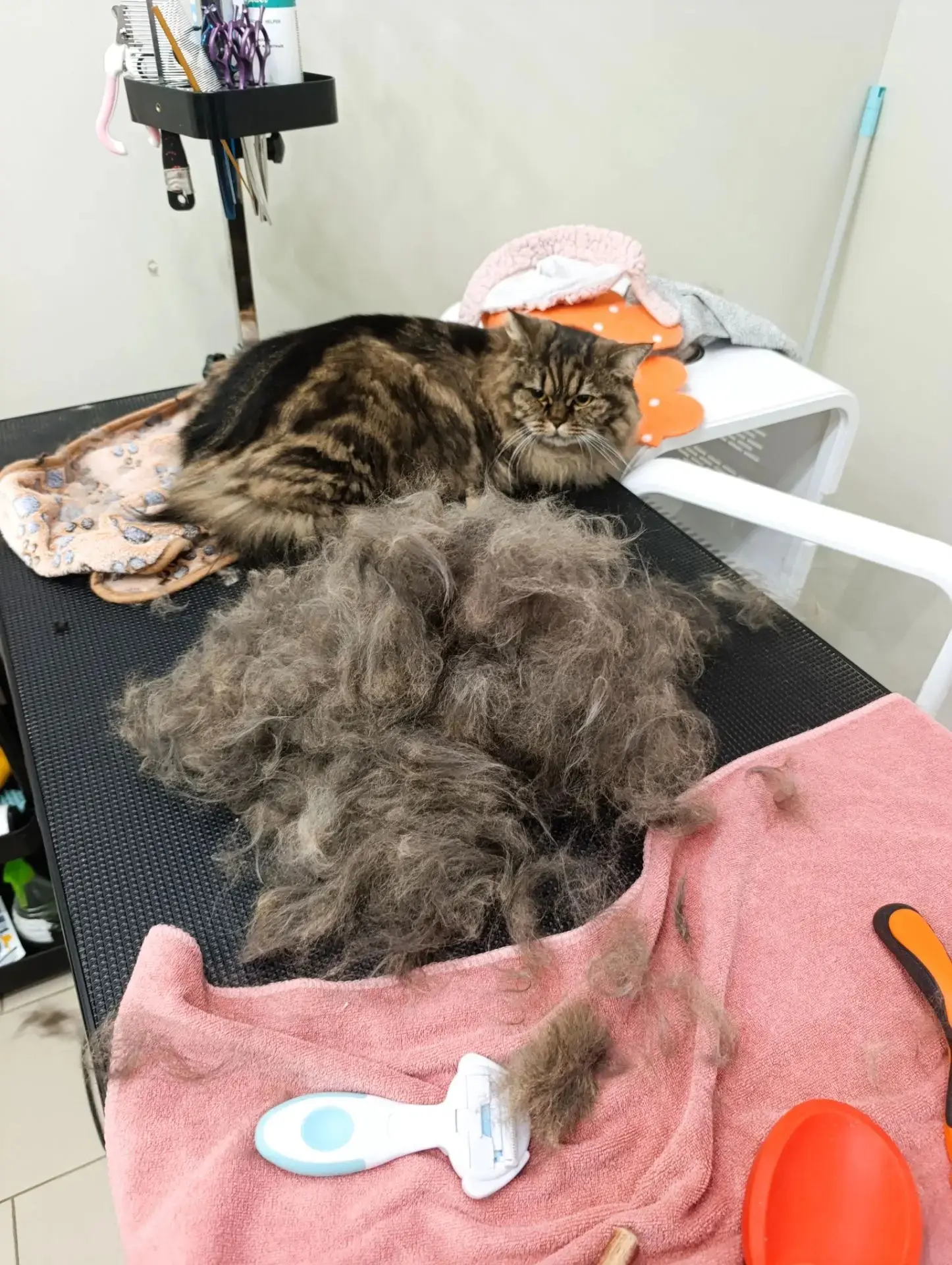 Закажите услуги грумера и получите второго кота в подарок😅