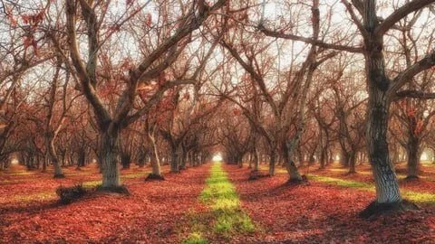 Ландшафт: создаем "скелет" сада на зиму 🌳❄