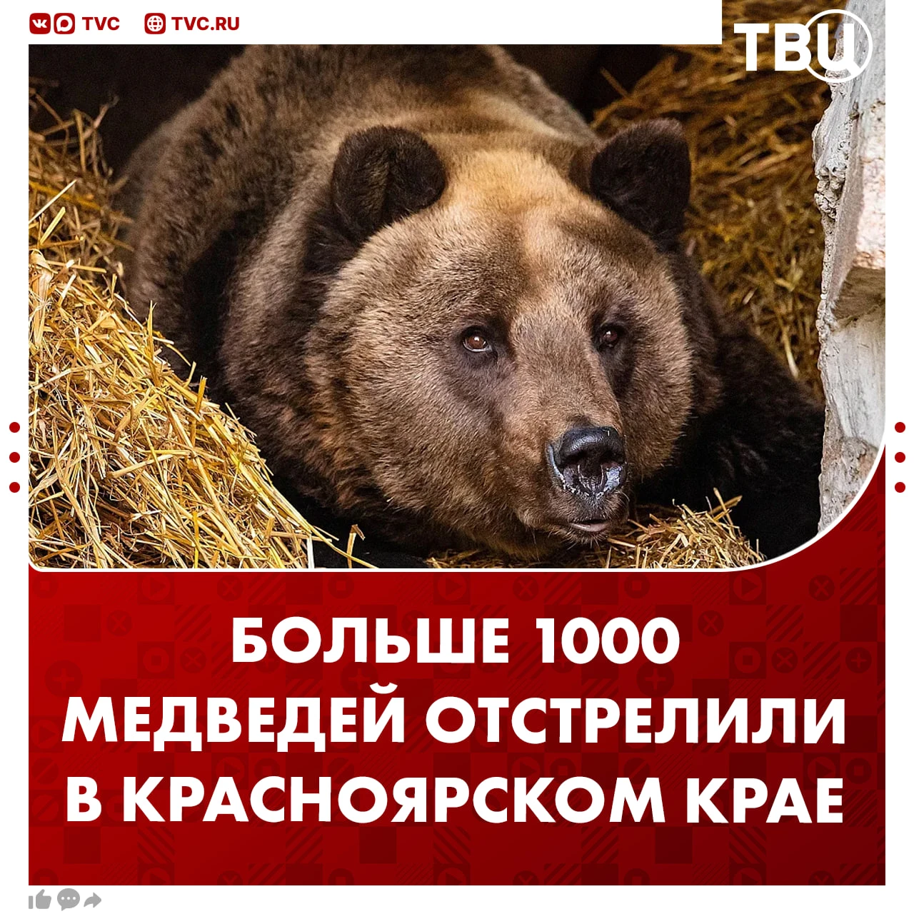 Больше тысячи медведей ликвидировали в Красноярском крае в этом году