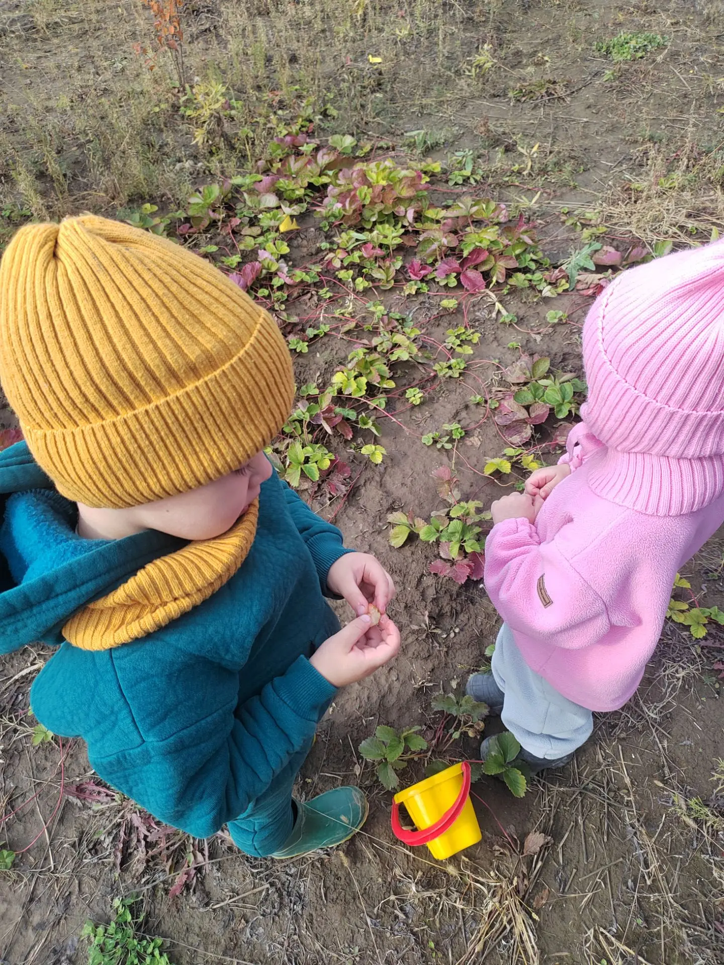 В выходные нашли последнюю ягодку в нашем саду. Хоть она и белая, но дети с удовольстви...