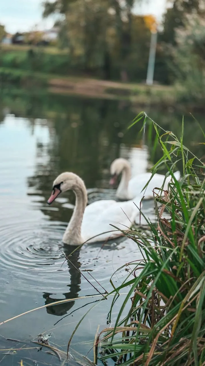 Озеро Линёво 😍 🦢