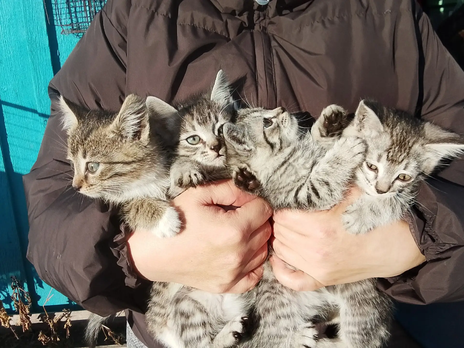 Отдам котят в хорошие руки два мальчика и две девочки кушают всё