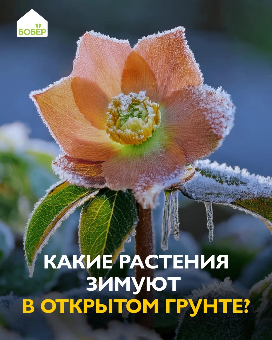 Не все растения нужно выкапывать на зиму. Многие спокойно переживают морозы прямо в земле.