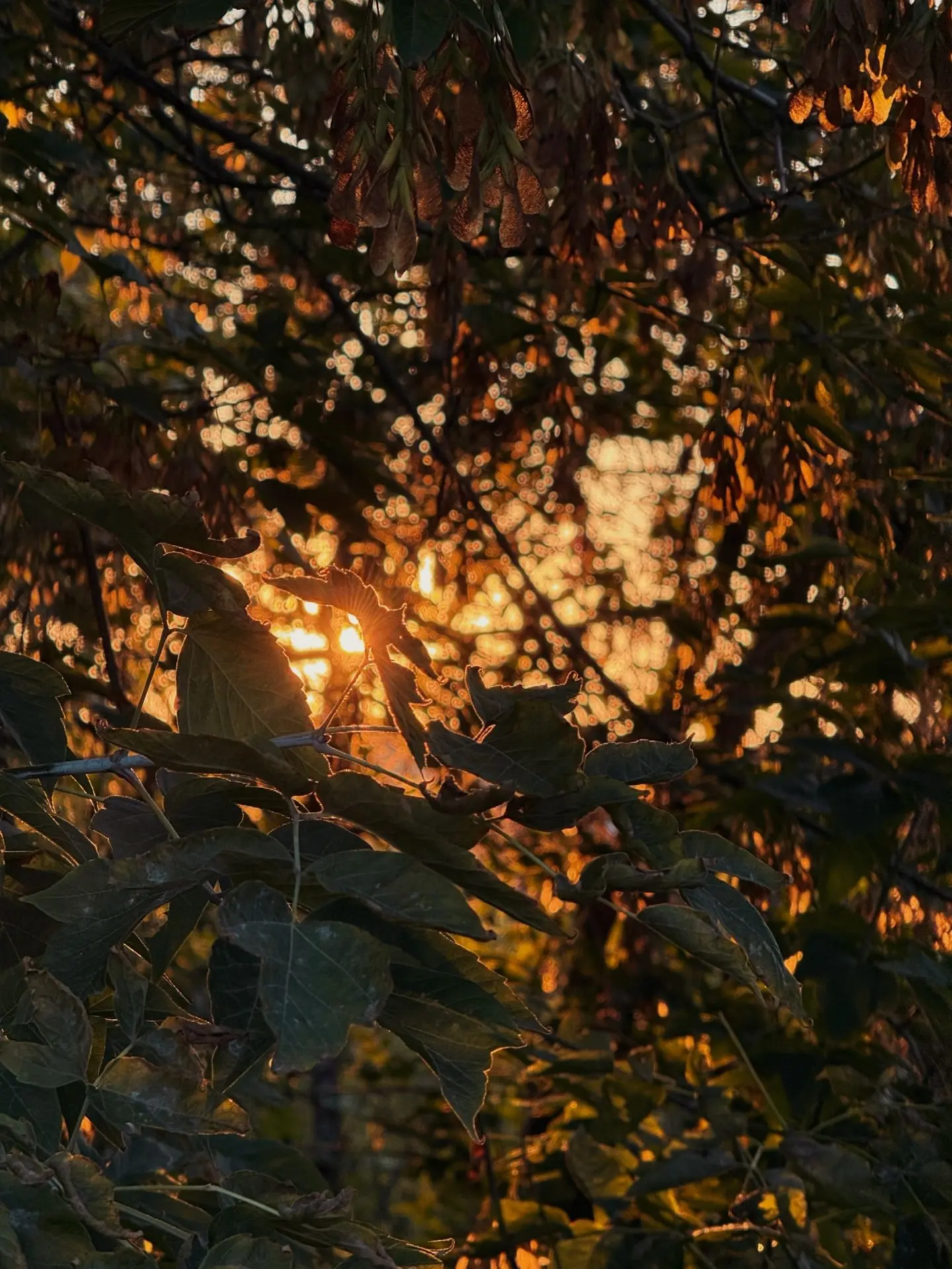 🍂 Осенний Брянск зажигает фонари чуть раньше, пряча в их теплом свете холодные вечера