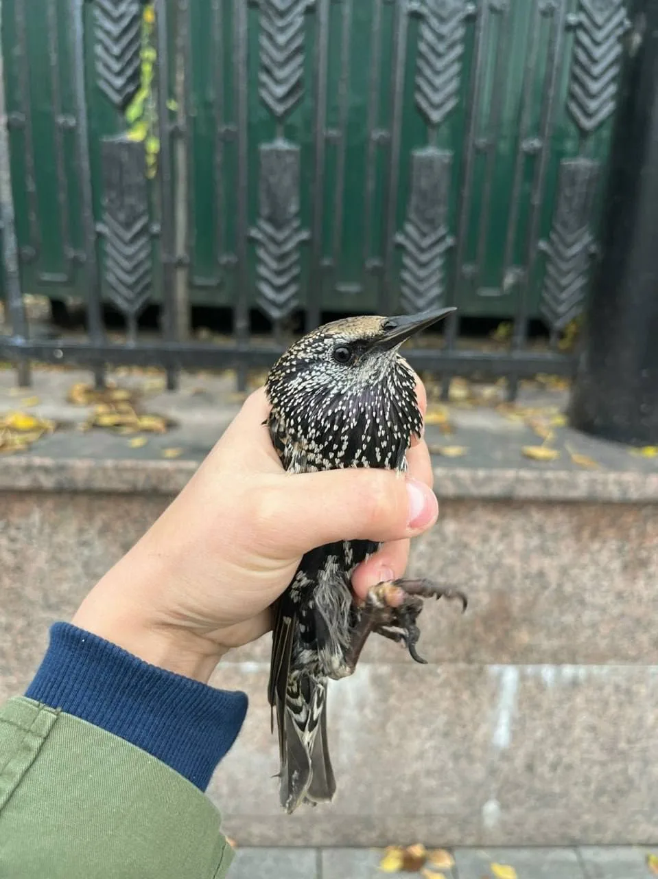 🐦 Волонтёры из Воронежа выходили скворца, которого обнаружили в московском кафе
