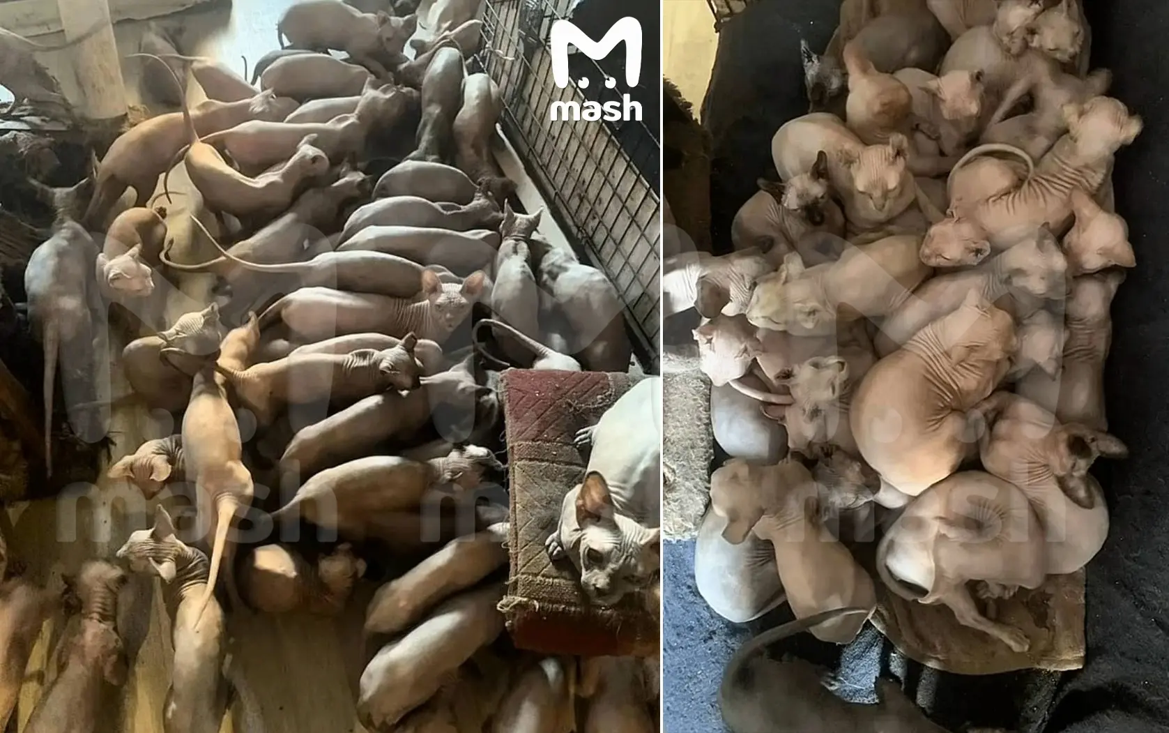 Заводчица покалечила более 200 сфинксов, которых разводила в Энгельсе для продажи на ам...