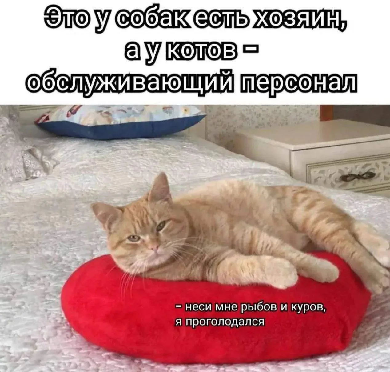 Бегу, любимый 😆