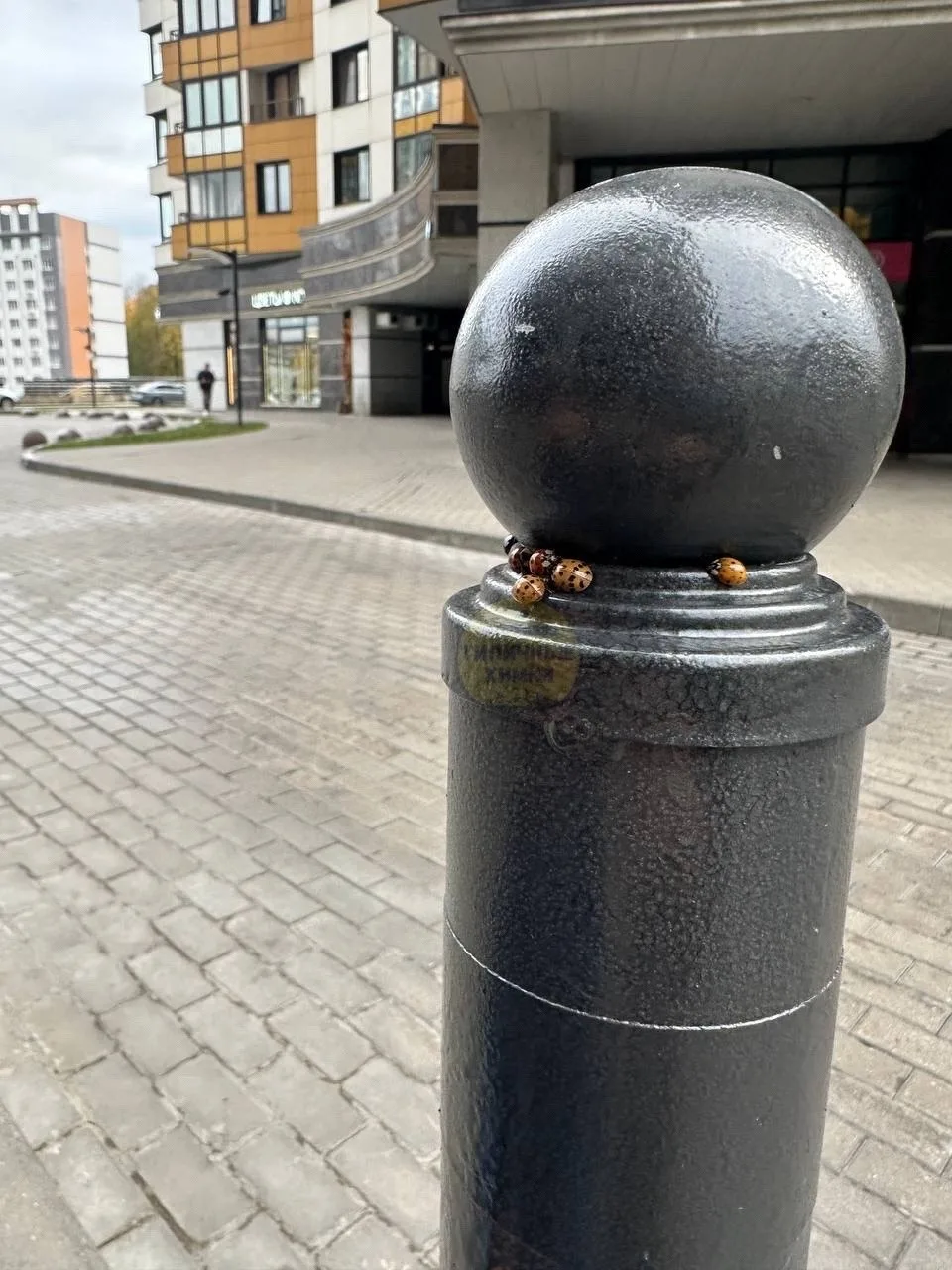В Химках внезапное нашествие божьих коровок! 🐞