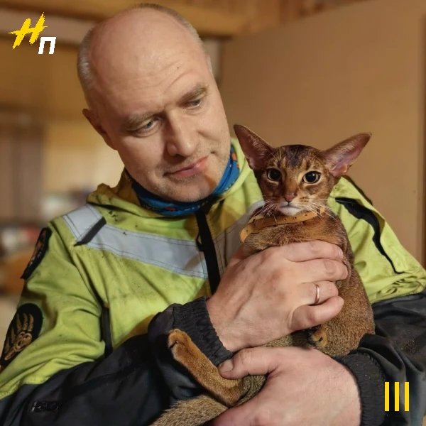 Как в лесу под Лебяжьем спасали абиссинскую кошку
