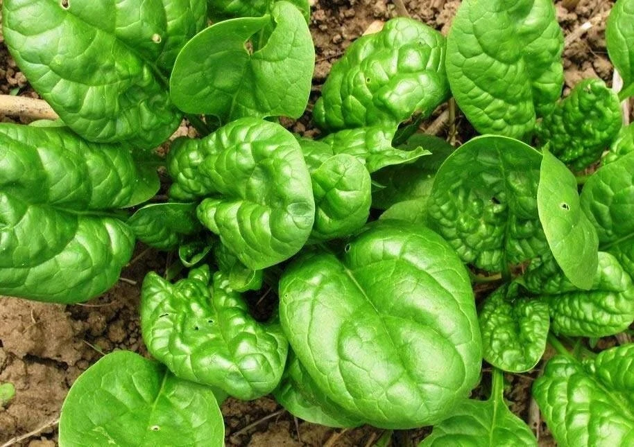 🥗 Зелень — ваш лучший друг для здоровья!