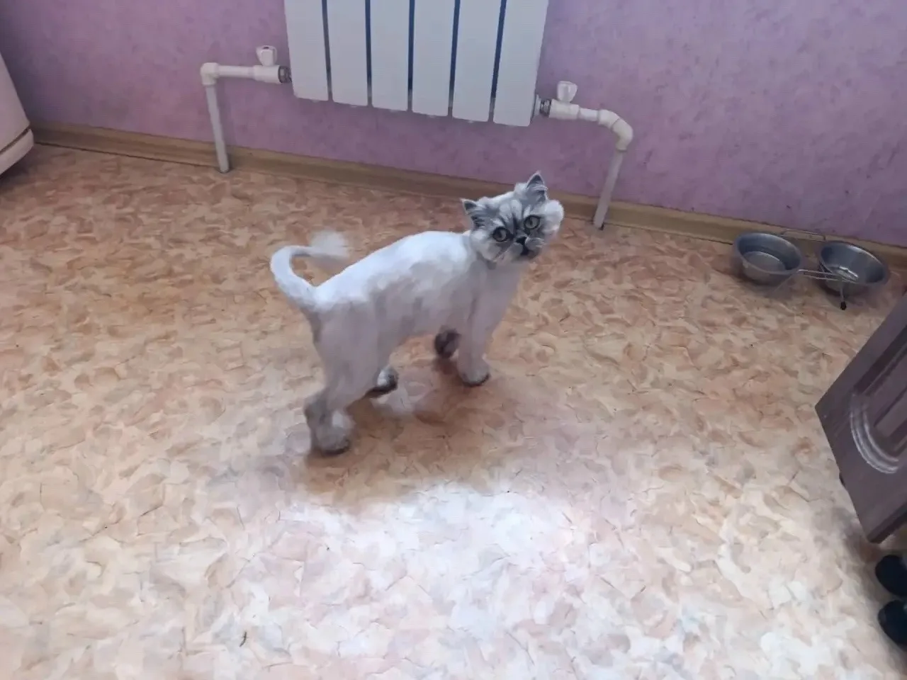 чудесная кошечка Милка ищет свою любящую семью 🫶🏽