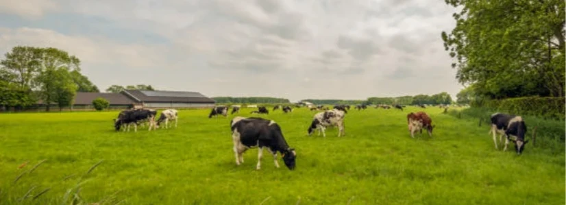 🐄 Карантин по лейкозу коров на Дону отменён! 🚫