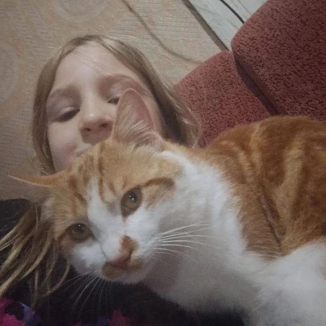 Здравствуйте!ищем кота 1год.в районе г-н Барановского на даче.может кто подобрал случай...
