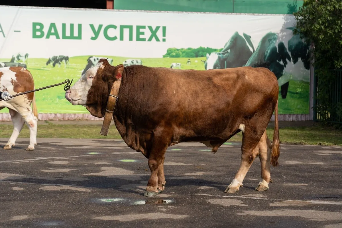 Эпоха Путина: в 2025 году потребление мяса на душу населения в России достигло рекордны...