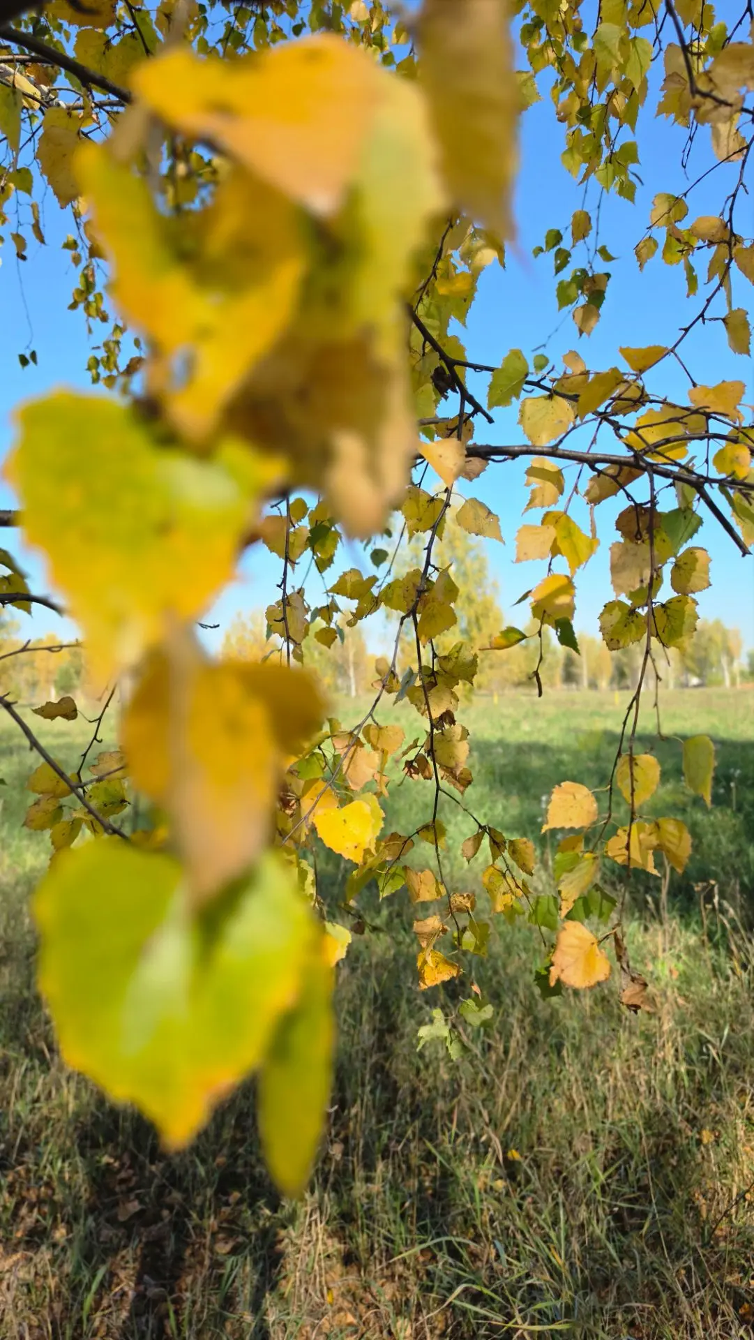🍁Осень сегодня шикарна. Тепло, солнечно, листья🍂 хрустят под ногами. Не сидите дома, ...