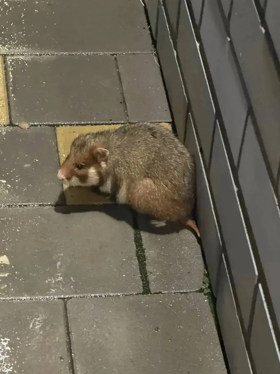 Какого милаху встретили тюменцы возле ЖК «Семья»! 🐹 Это карбыш — дикий и очень симпати...