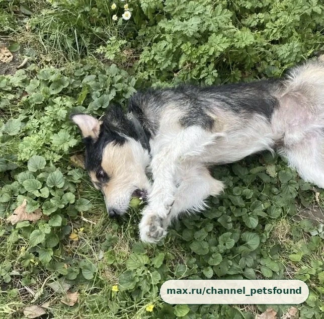 🐾 Пропал питомец — Ростов-на-Дону