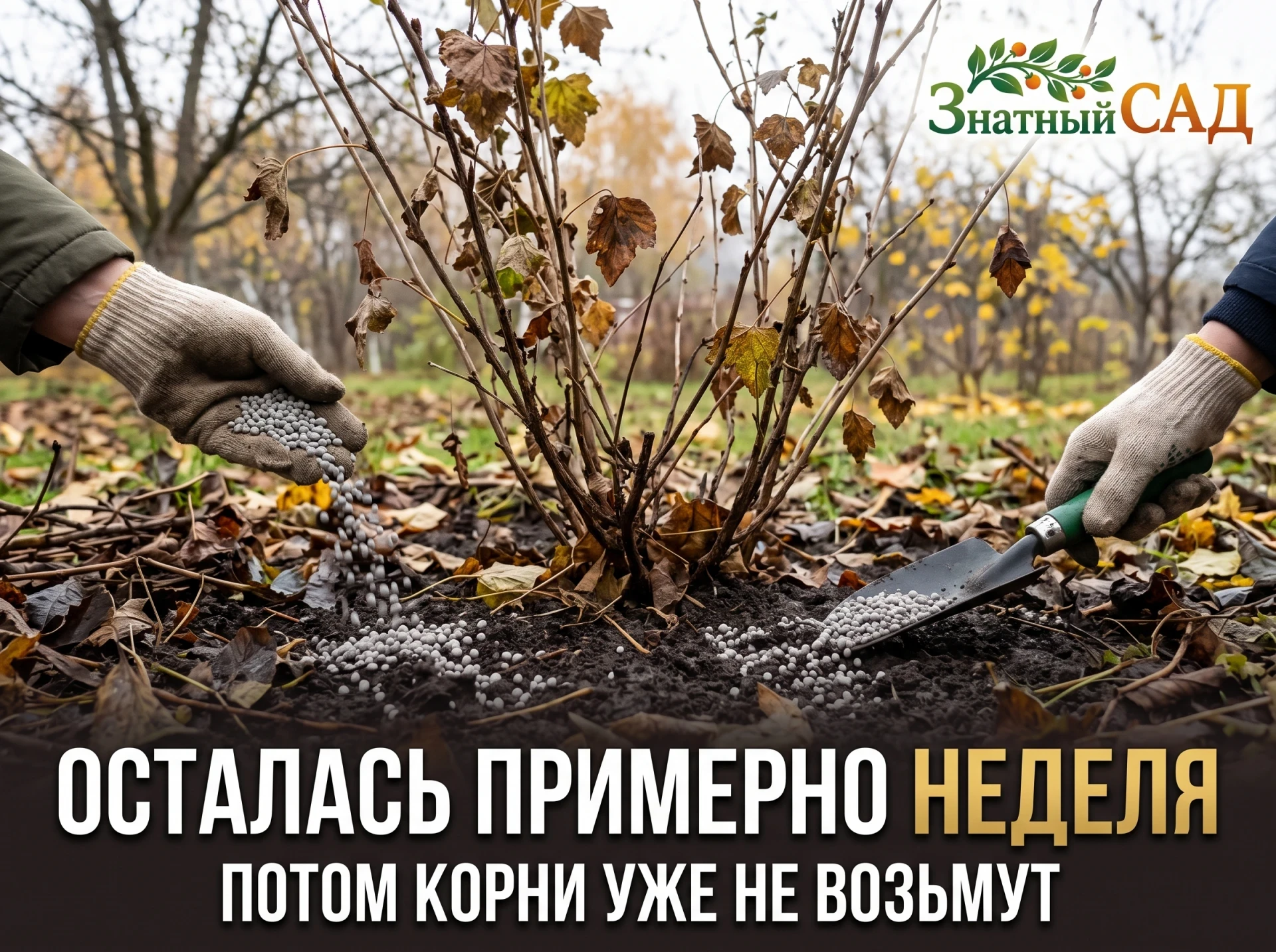 🍂 КОРНИ БЕРУТ УДОБРЕНИЯ ЕЩЁ ПРИМЕРНО НЕДЕЛЮ