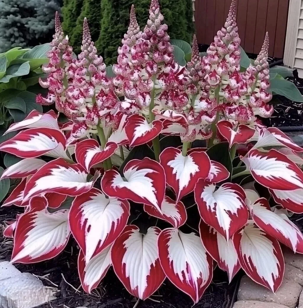 Какая красивая хоста♥️