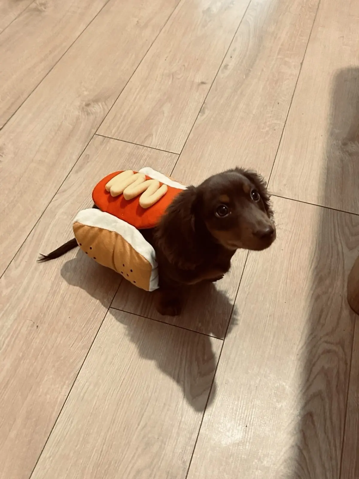 Хотдожка🥺