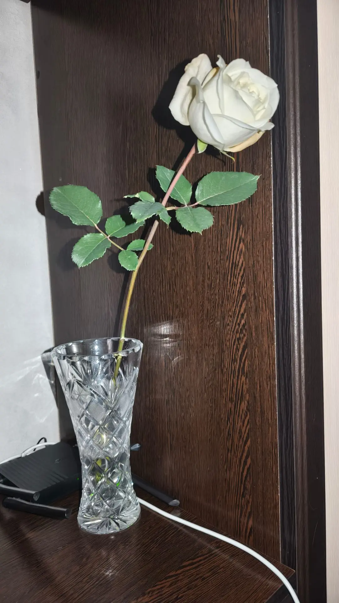 Розочка распускается 🌹