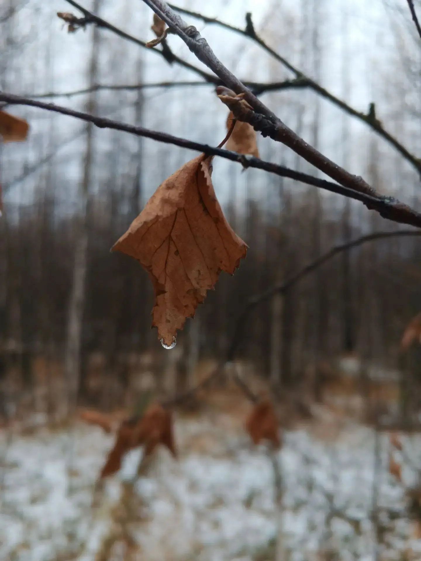 Прощальные капли осени!🍂💧