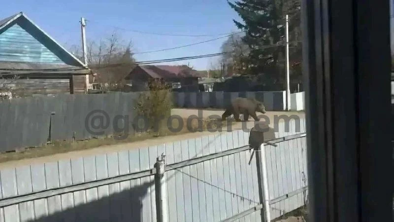 🐻 Девушку оштрафовали на 15 тыс. рублей  за фотографию медведя, созданную с помощью Ch...