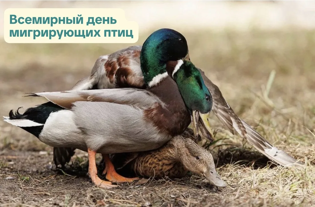 Новосибирский зоопарк. День в истории.