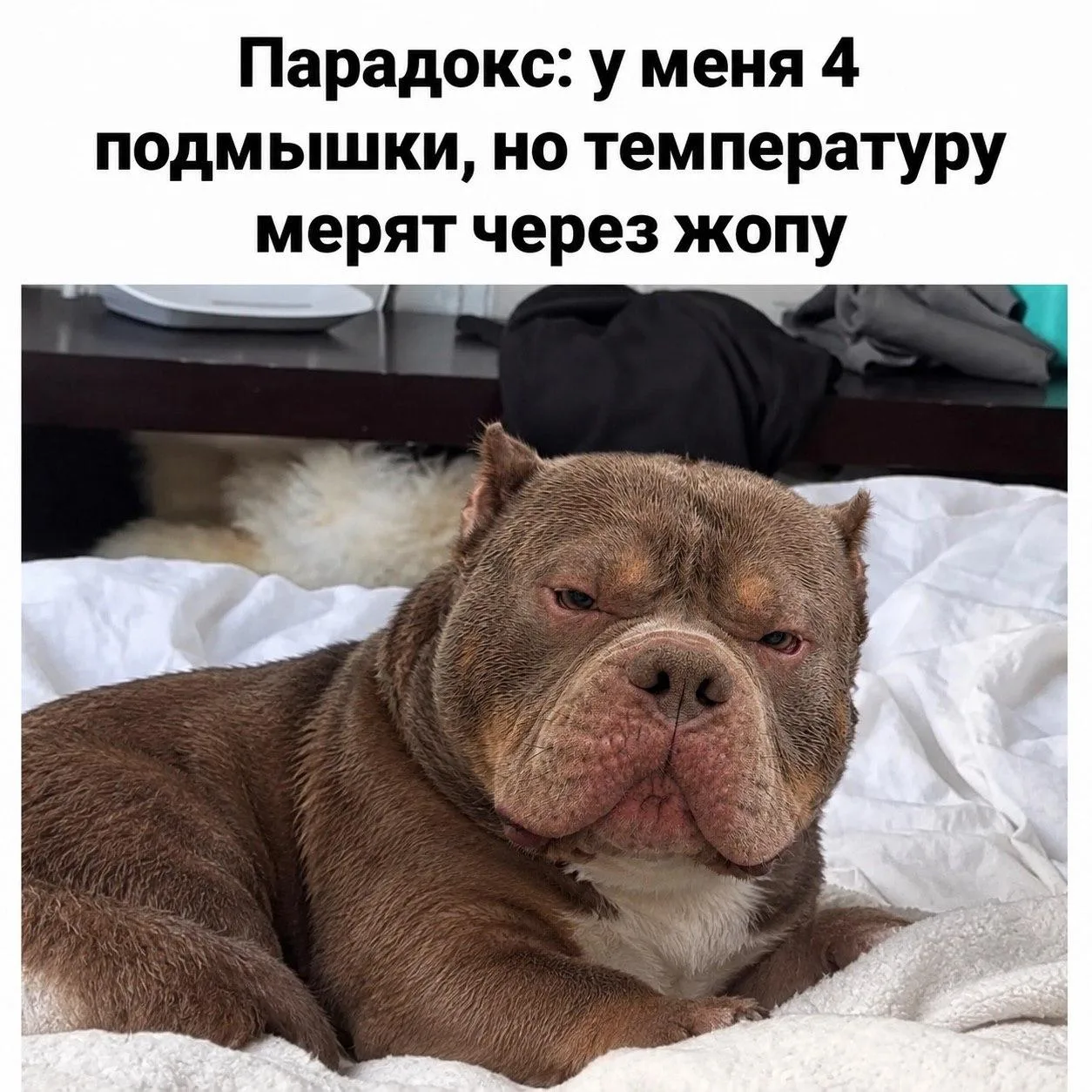 Ах да, чуть не забыл: бабуля с котом в итоге ушла первой. Кот на прощание посмотрел на ...