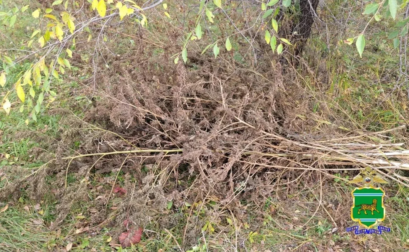 🌿🚫 «Травяные» гастролёры: неудачная поездка за экопродуктом  👮‍♂️