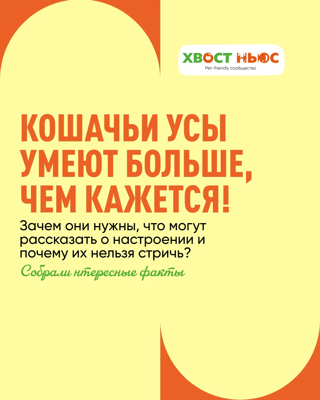 А вы знали, что кошачьи усы — это не просто украшение? 🐱