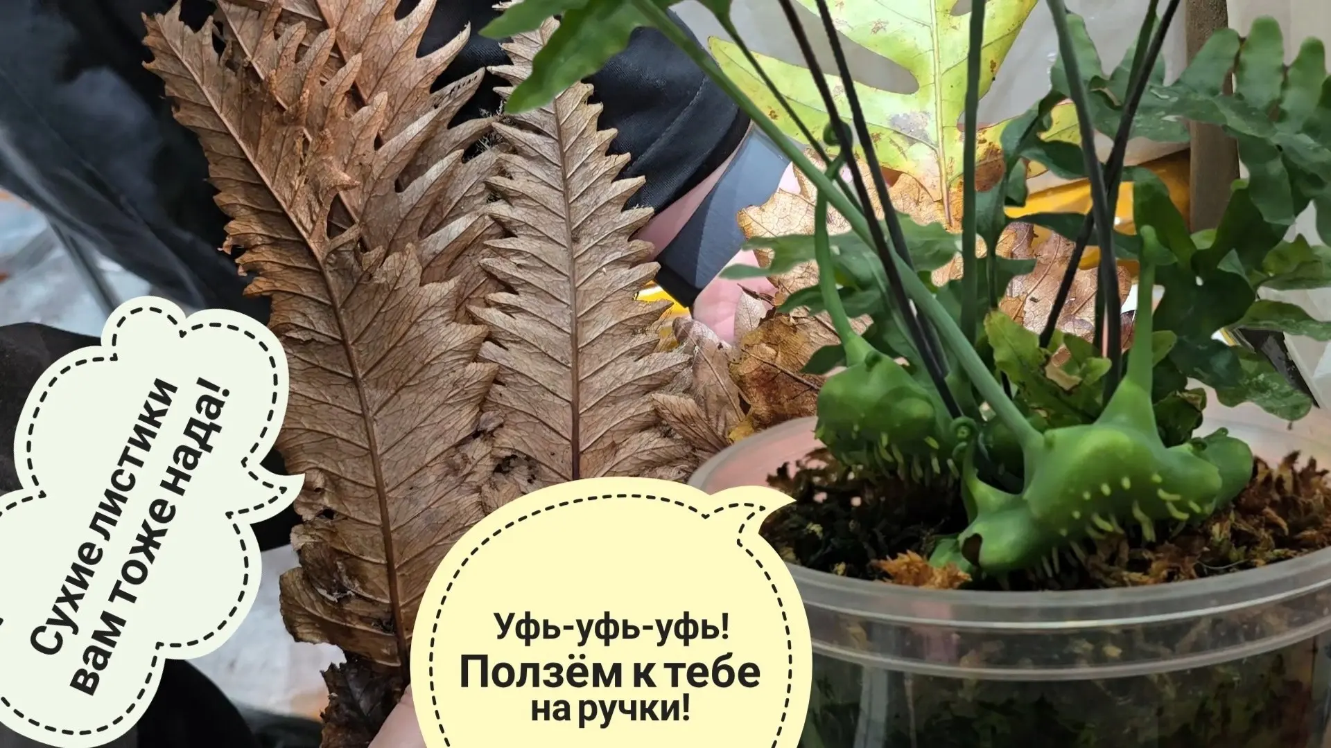 Обзор кусочка Монстериума: день странных папоротников с лапками, которых нам нада!