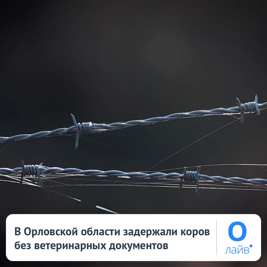 🐄 В Орловской области задержали коров без ветеринарных документов