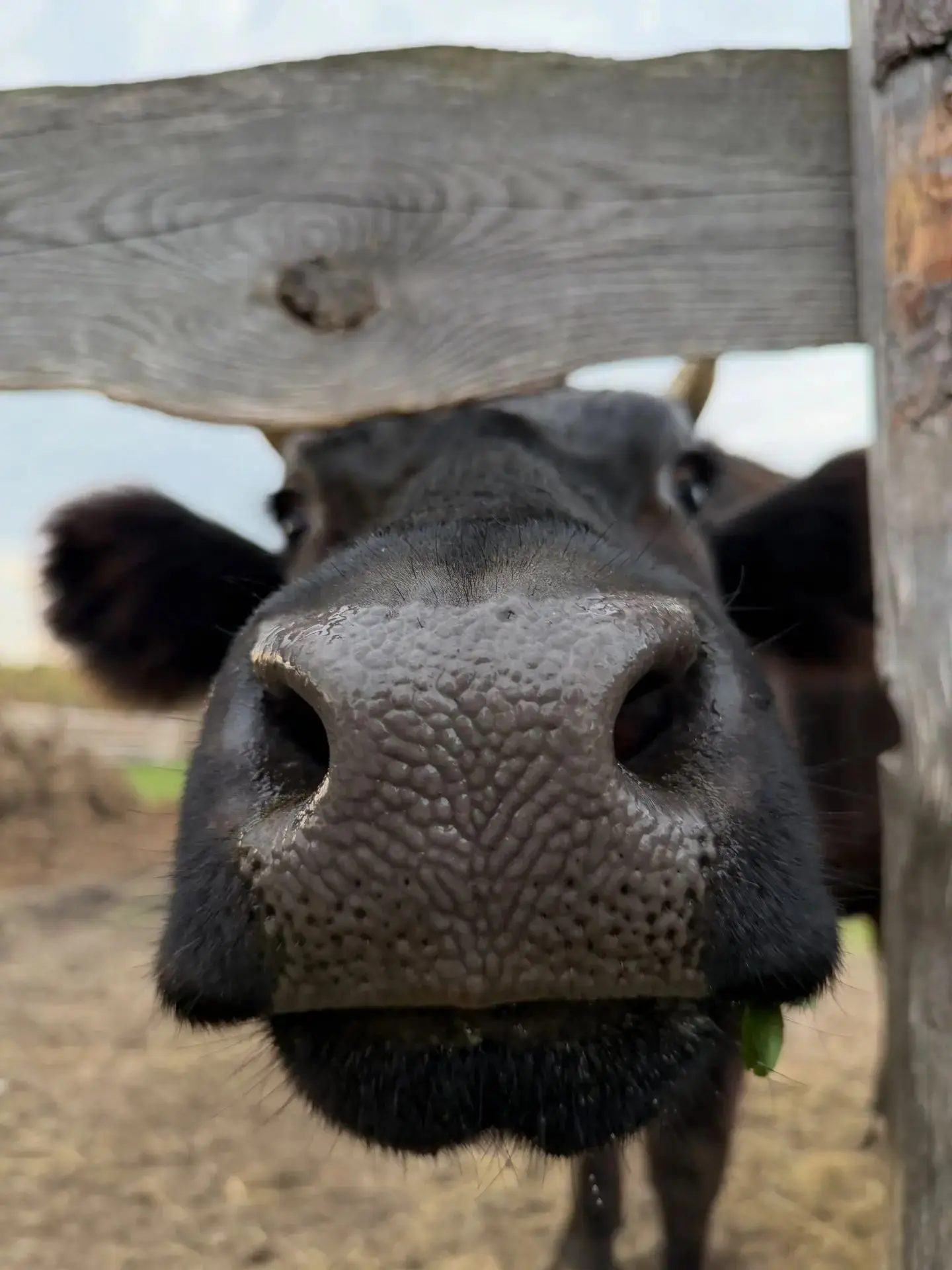 Доброе деревенское 🐄