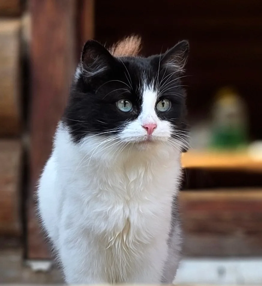 Кошечка Матрёна, красавица и ласкуша, ищет самого надежного хозяина!