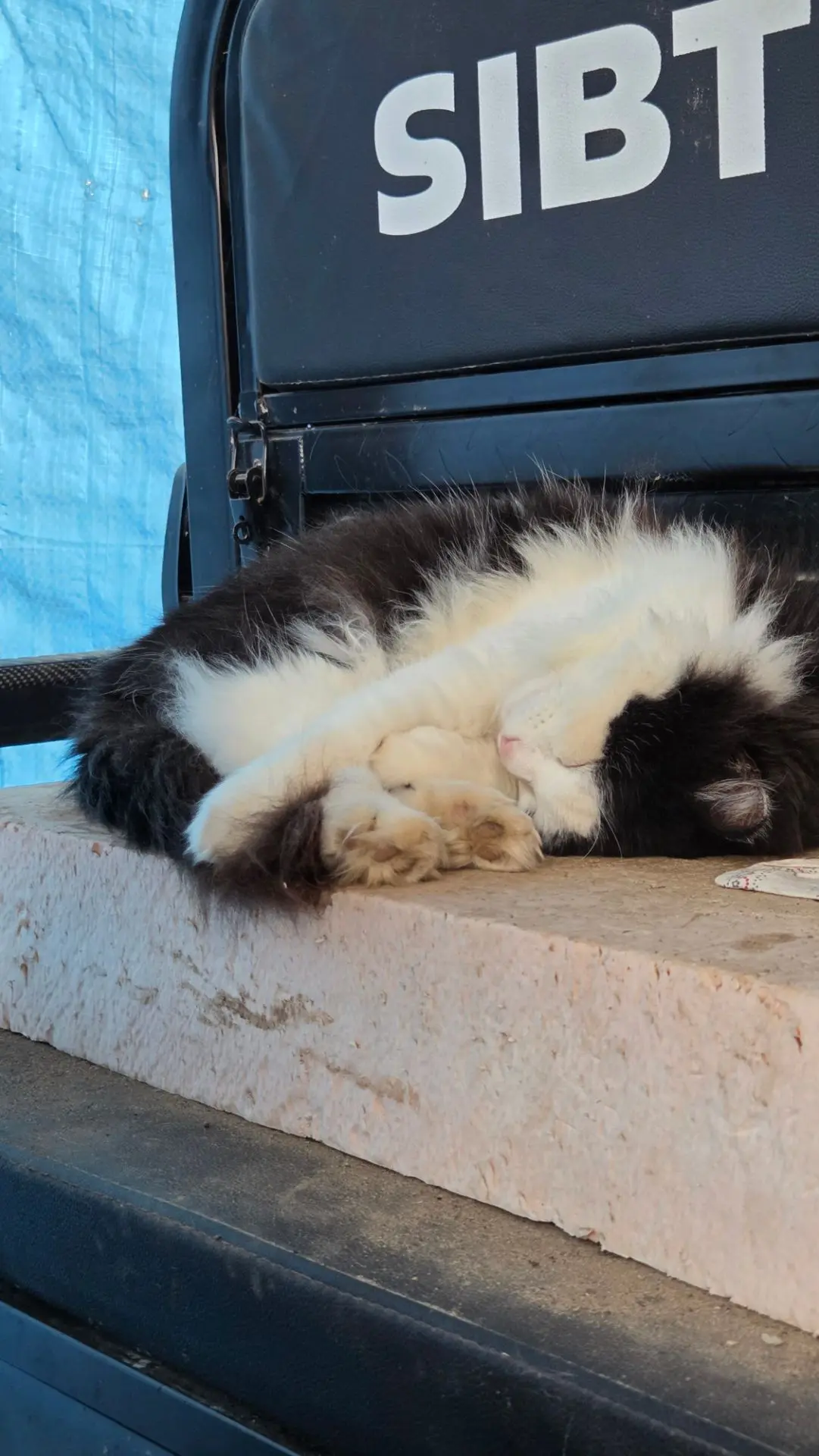 Пока мы работаем, у котиков царит сонное царство 😴🐱. Хотя погода сегодня хорошая ☀️, ...